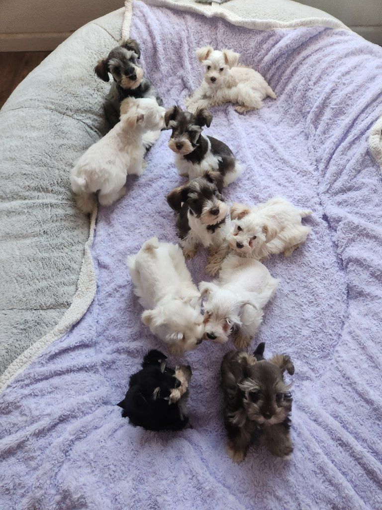 schnauzer puppies