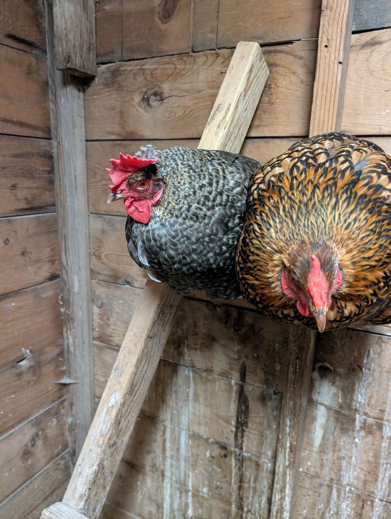 Hens for sale