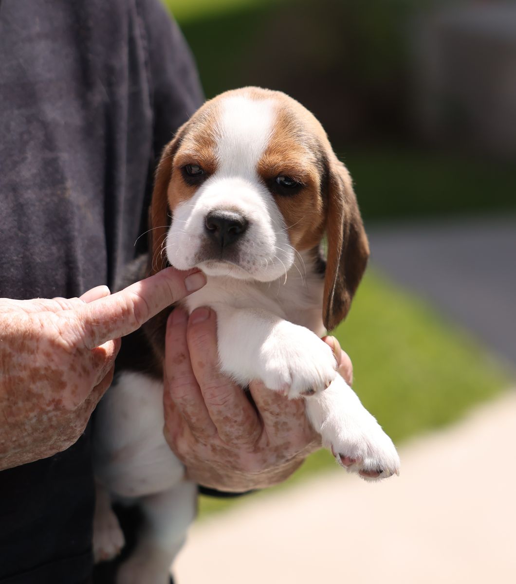 AKC Beagle puppies Champion and health tested parents.