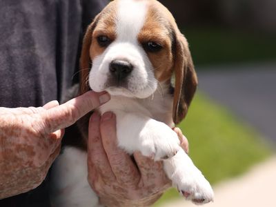 AKC Beagle puppies Champion and health tested parents.