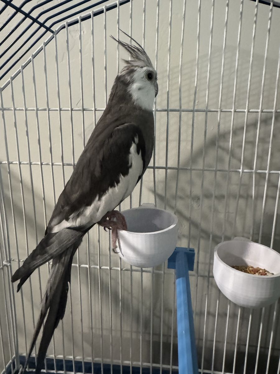 Male cockatiel