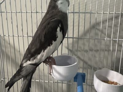 Male cockatiel