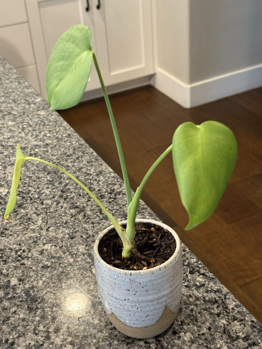 Monstera Deliciosa Live Potted Plant in Small, Decorative Pot