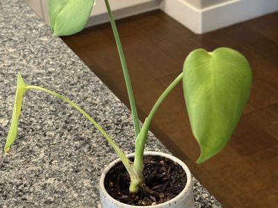 Monstera Deliciosa Live Potted Plant in Small, Decorative Pot