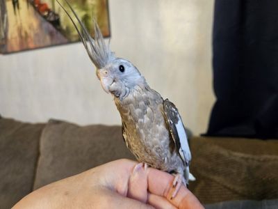 Tame Hand-Fed Baby White-Faced Cockatiel
