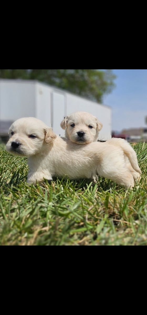 ENGLISH CRÈME RETRIEVER PUPPIES