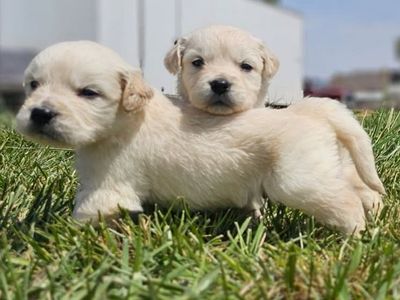 ENGLISH CRÈME RETRIEVER PUPPIES
