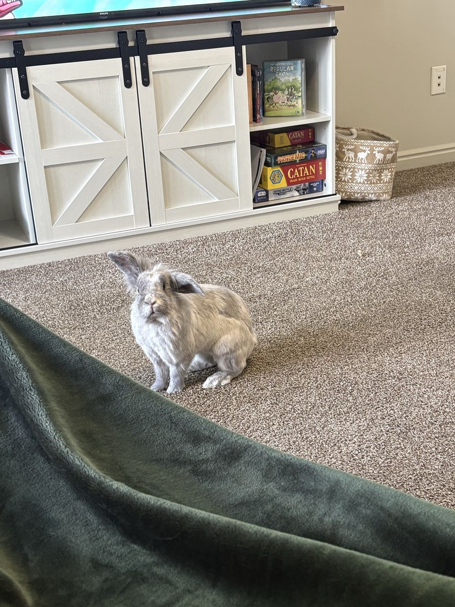 Pet Rabbit - Grey and White Domestic Bunny