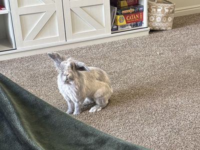 Pet Rabbit - Grey and White Domestic Bunny