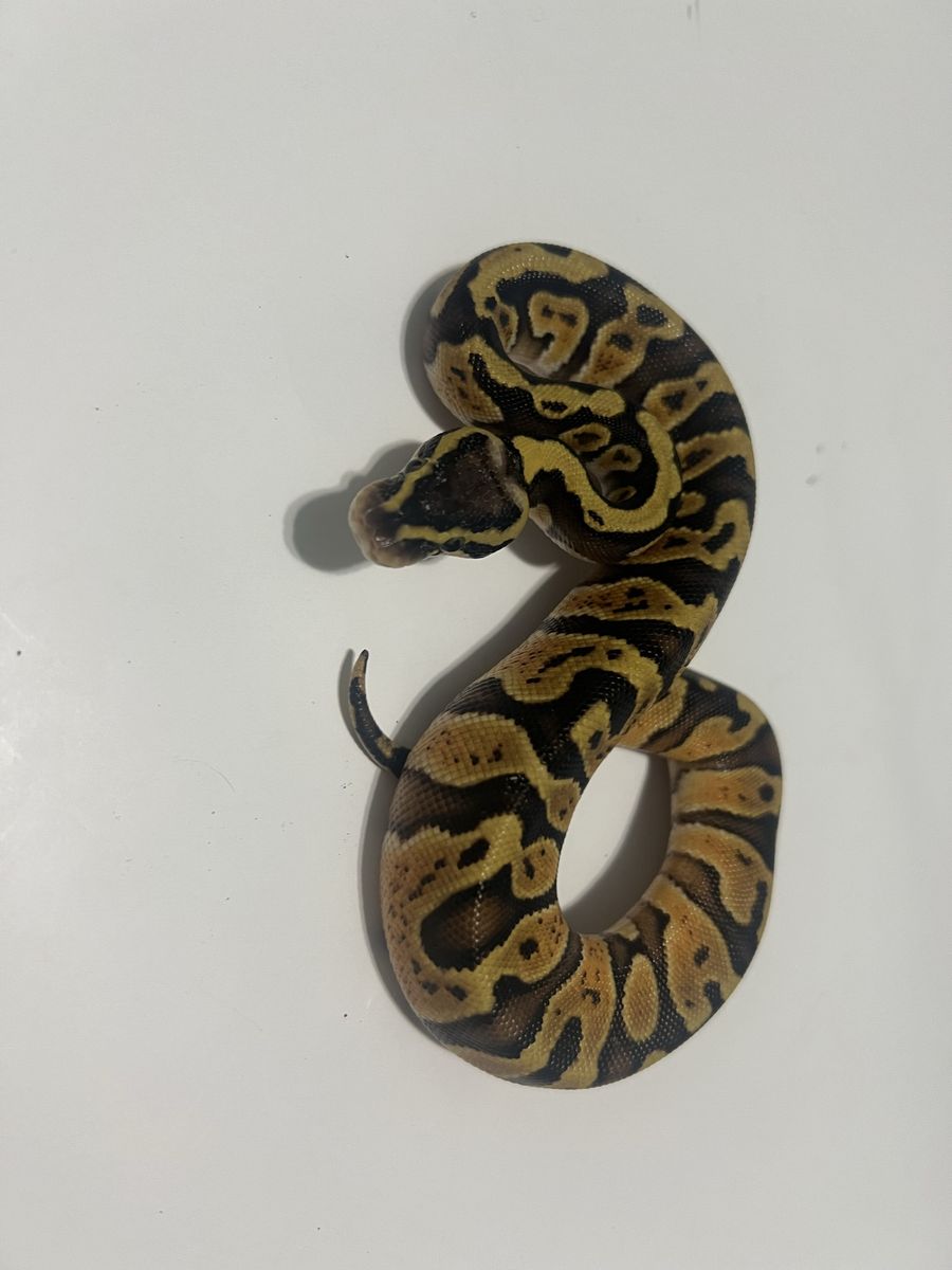 Pet Snake - Ball Python / Reptile #37