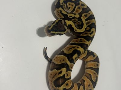 Pet Snake - Ball Python / Reptile #37