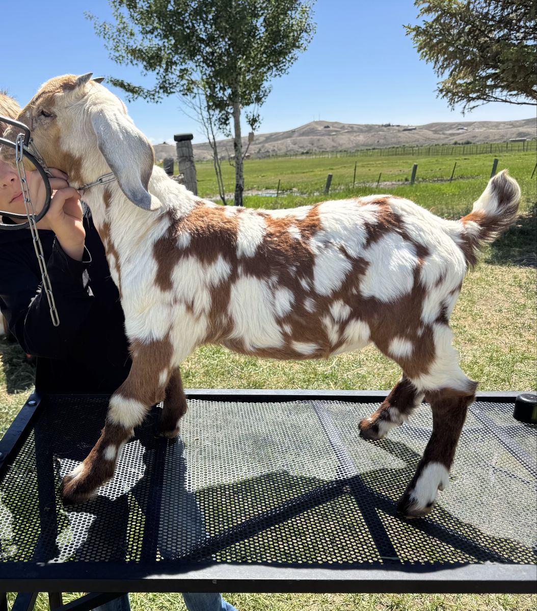 ABGA Doeling