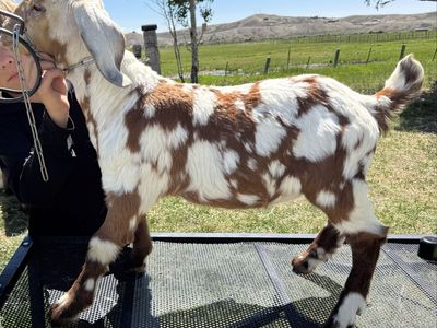ABGA Doeling