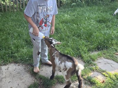 Extremely Sweet nigerian Bucks