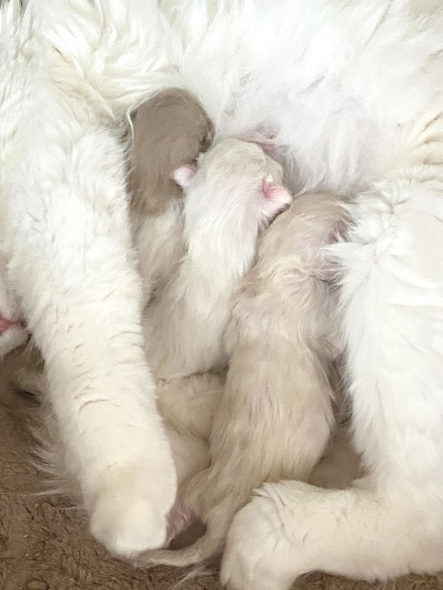 Ragdoll - Incredibly Cuddly!