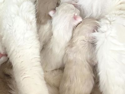 TICA Ragdoll kittens! (( Cherubim Ragdolls! ))