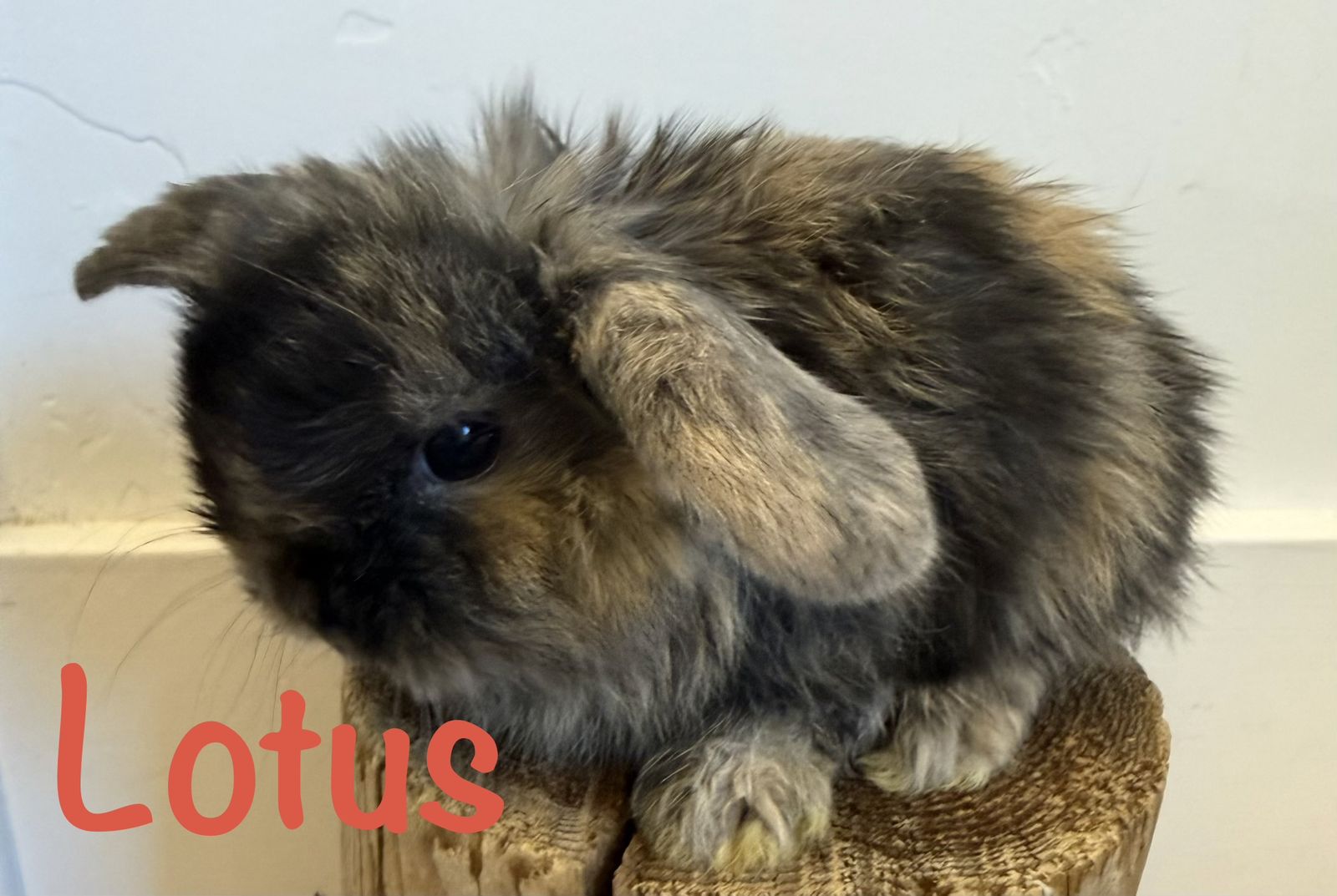 Pedigreed Adorable Holland Lop Bunnies