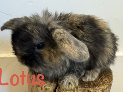 Pedigreed Adorable Holland Lop Bunnies