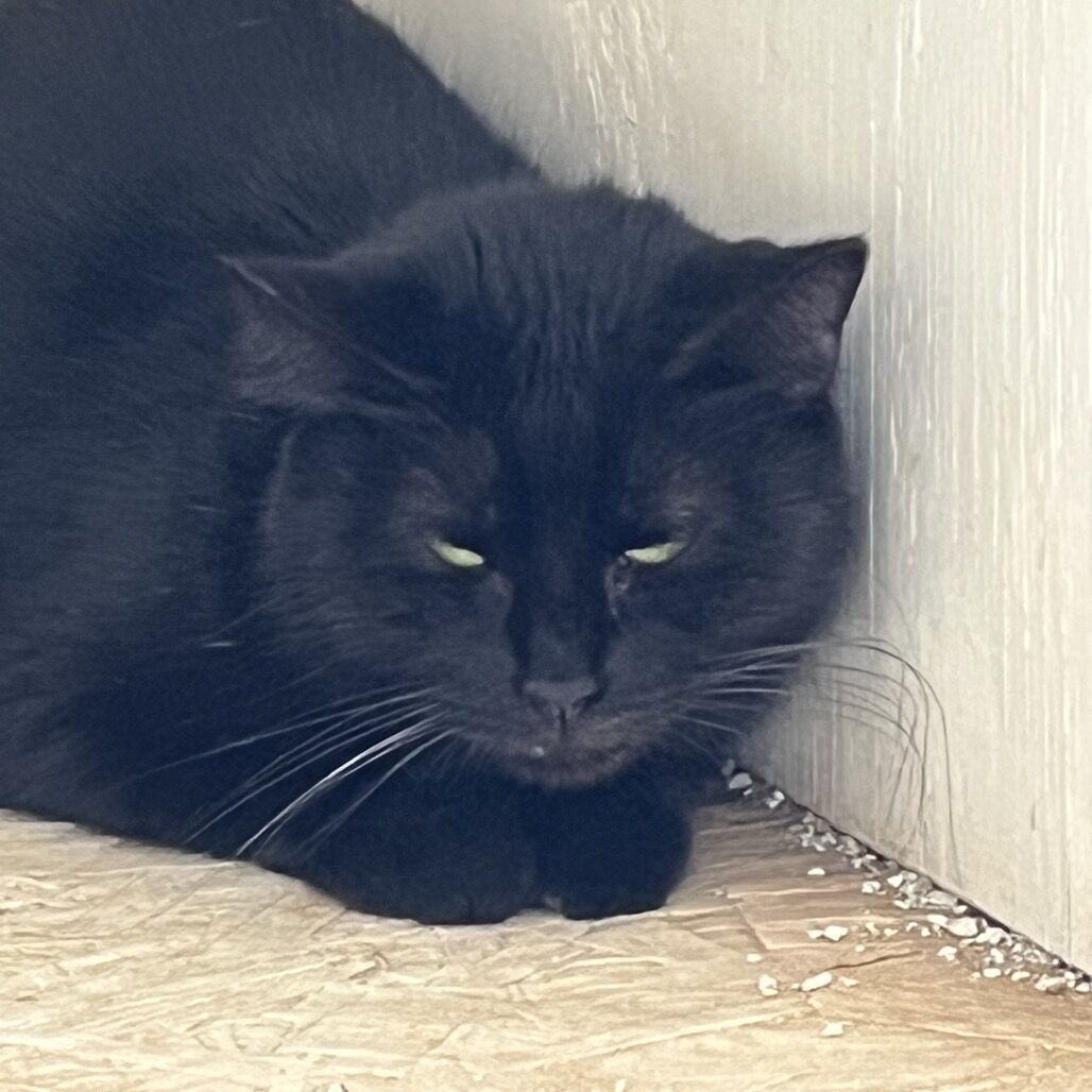 Hello my name is Tabasco