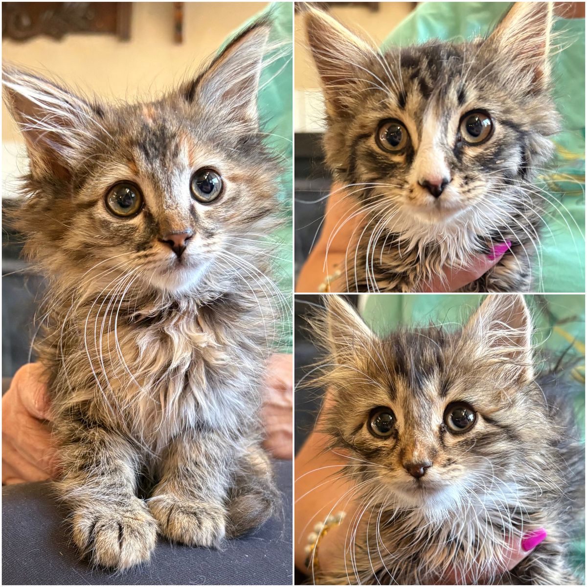 Maine Coon Mix Kittens