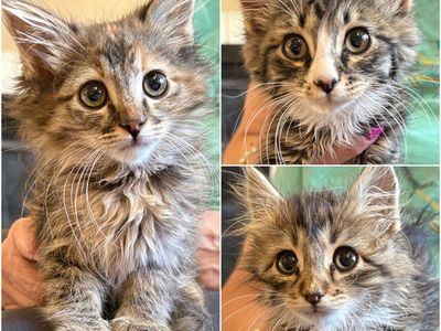 Maine Coon Mix Kittens