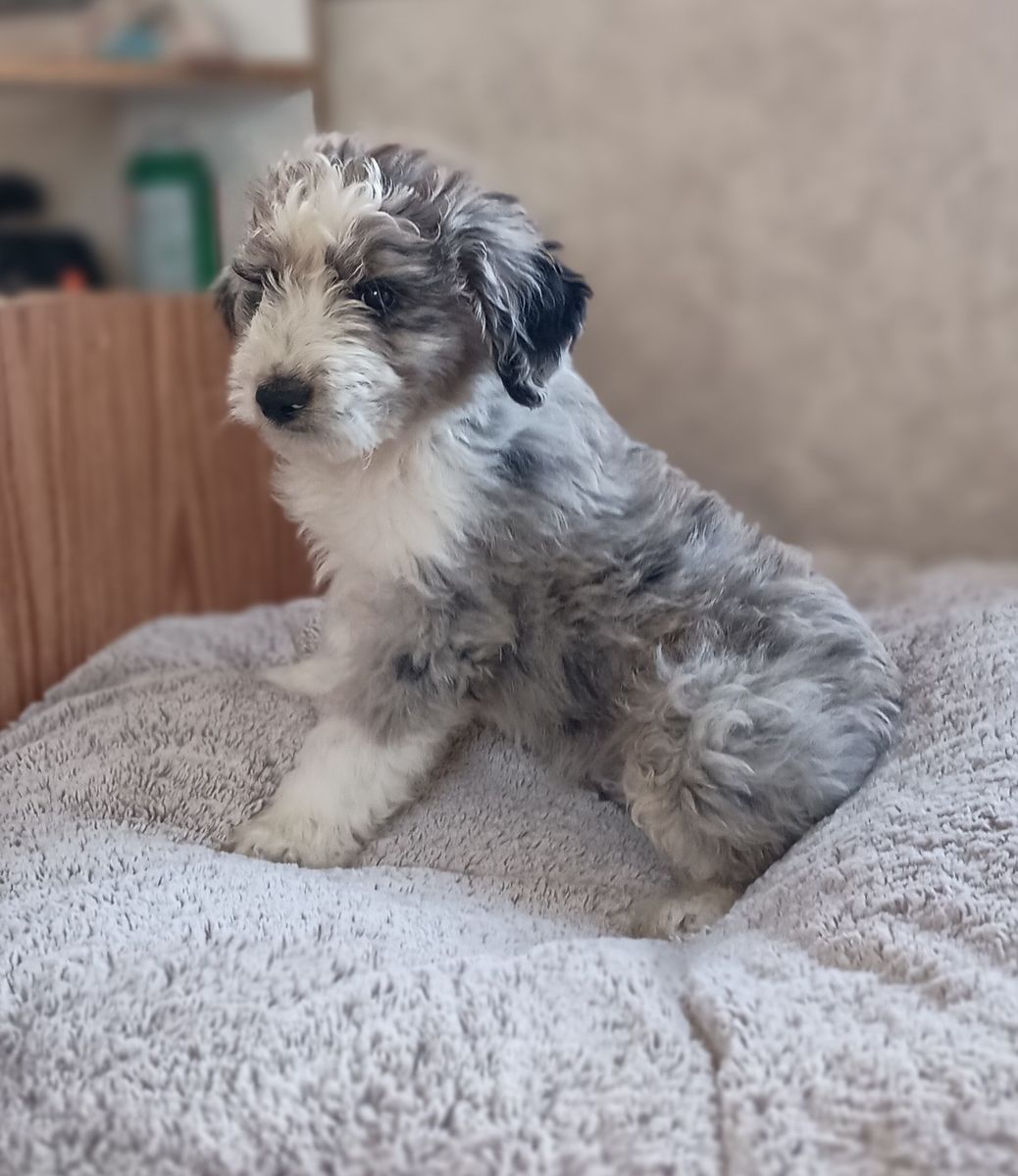 Standard size Aussie doodle mix male pups