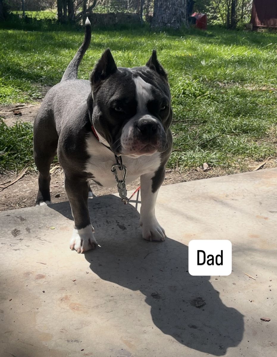 American Bully Puppies