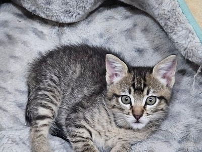 Adorable Kitten Seeking Forever Home