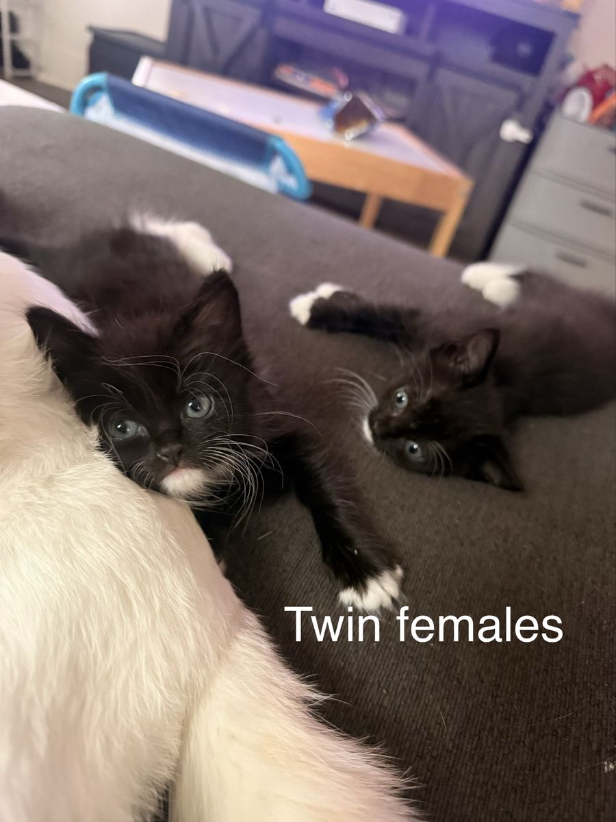 Black and White Tuxedo Kittens - Male and Female