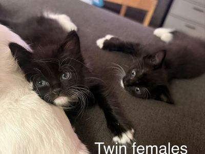 Black and White Tuxedo Kittens - Male and Female