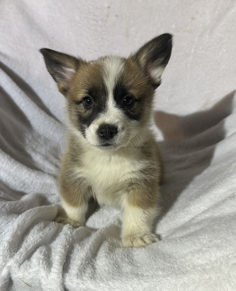 DNA Tested Triple Clear - AKC Corgi Pups