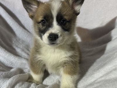 DNA Tested Triple Clear - AKC Corgi Pups