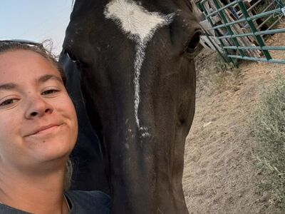 14 Yr Old Gelding Pending