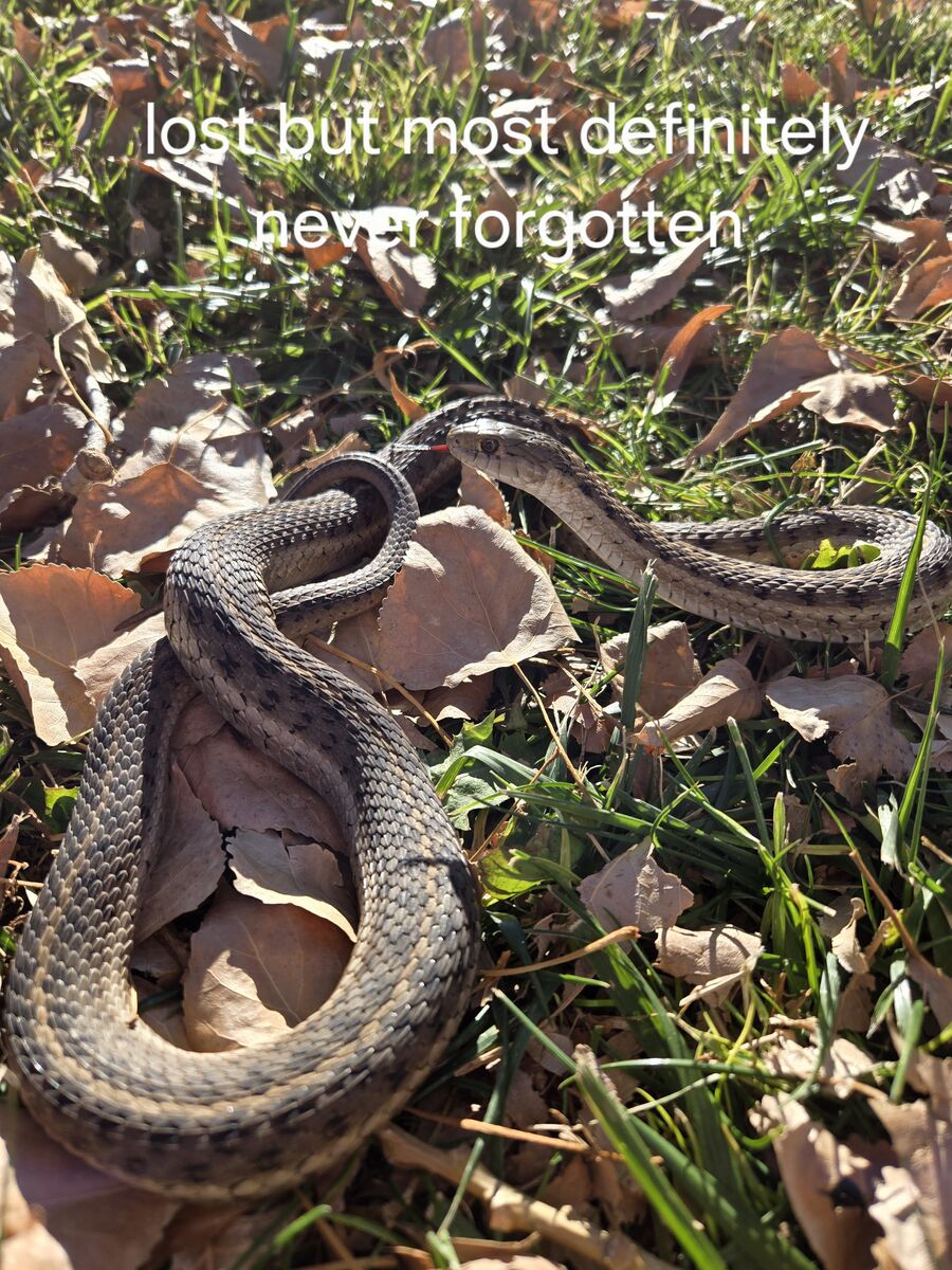 Western garter snake