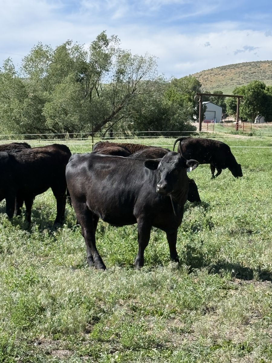 AI Bred Heifers
