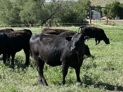 AI Bred Heifers