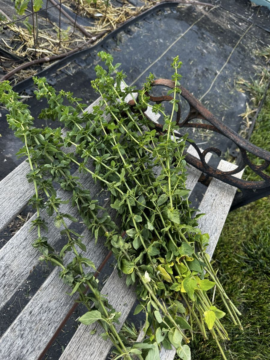 FREE Fresh AROMATIC OREGANO & French Tarragon & Fresh Catnip - FRESH - FREE