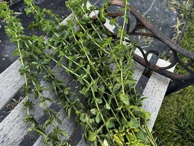 FREE Fresh AROMATIC OREGANO & French Tarragon & Fresh Catnip - FRESH - FREE