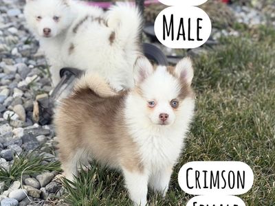 Pomsky Puppies