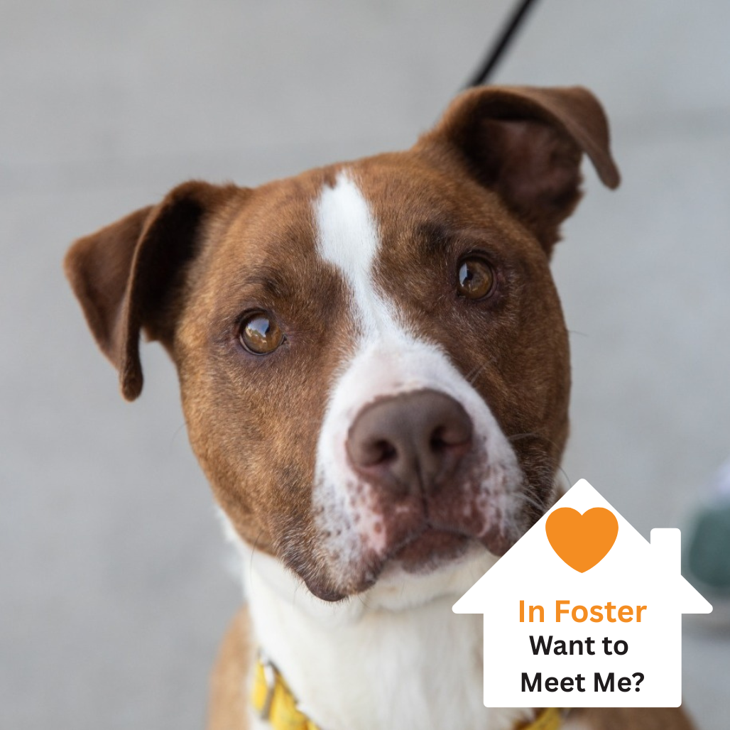 Hello my name is Dino