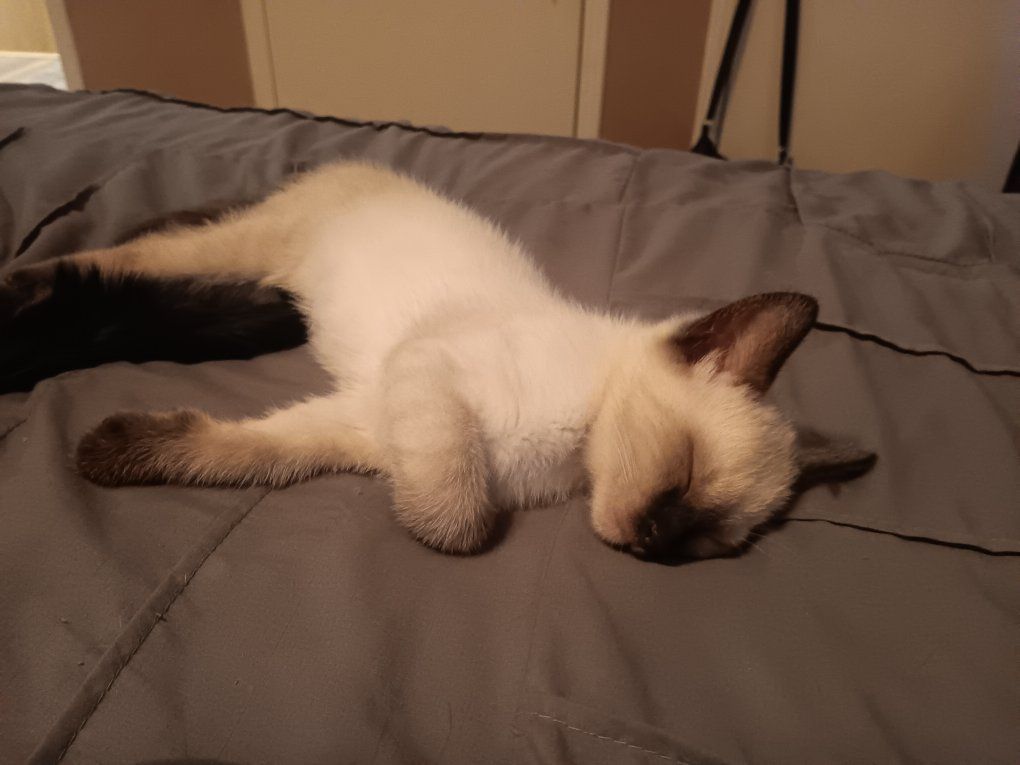 Adorable Kitten Available