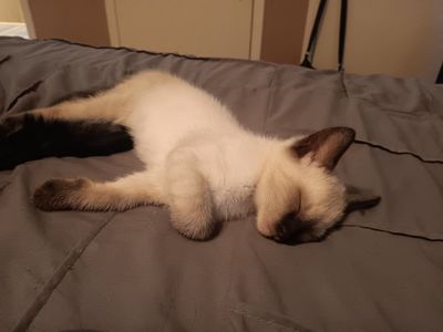 Adorable Kitten Available