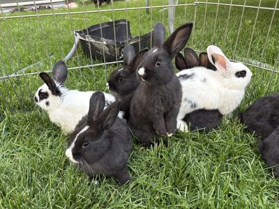 Adorable Black & White Bunnies - 6+ Weeks Old, Ready for New Homes!