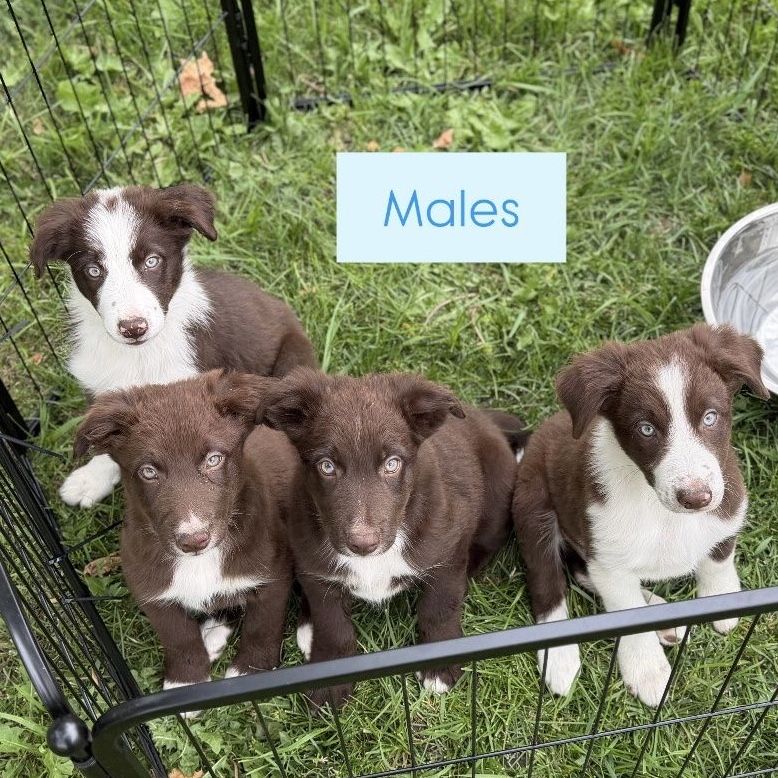 Border Collie Puppies Working Dog’s