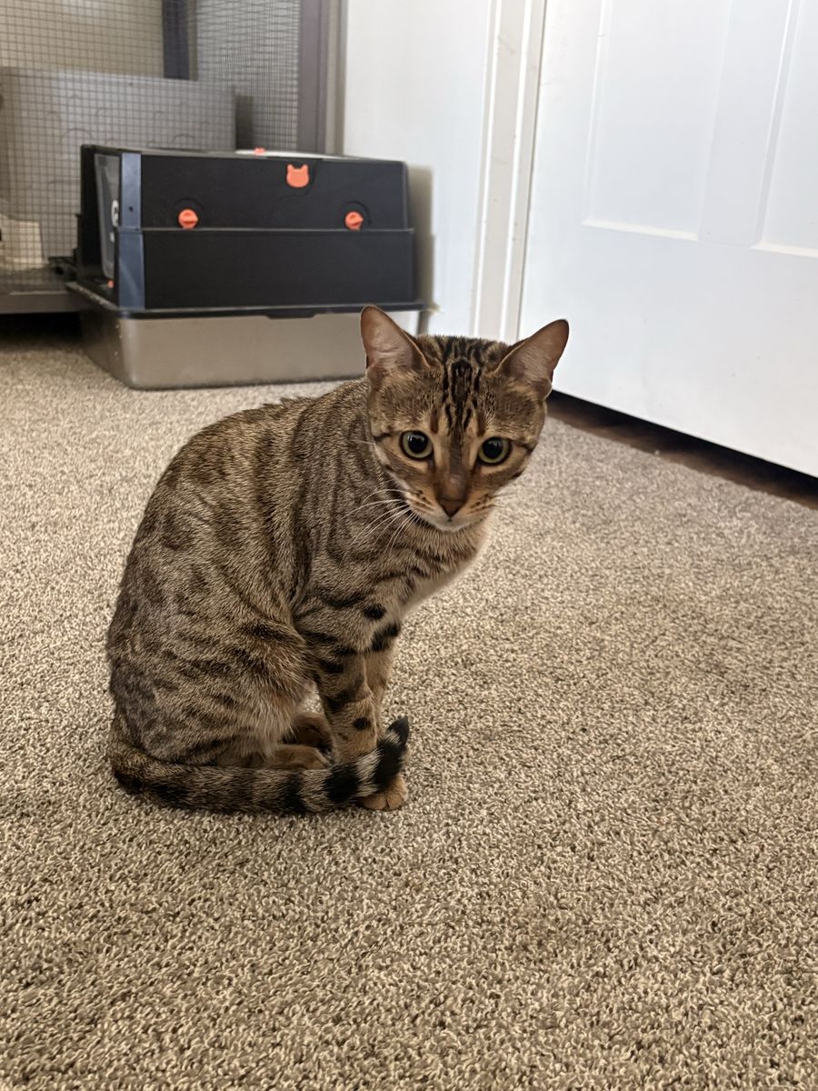 Bengal Cats