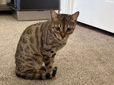 Bengal Cats