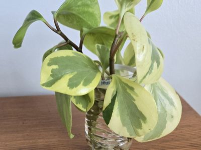 Peperomia Citrus Twist (Baby Rubber Plant)