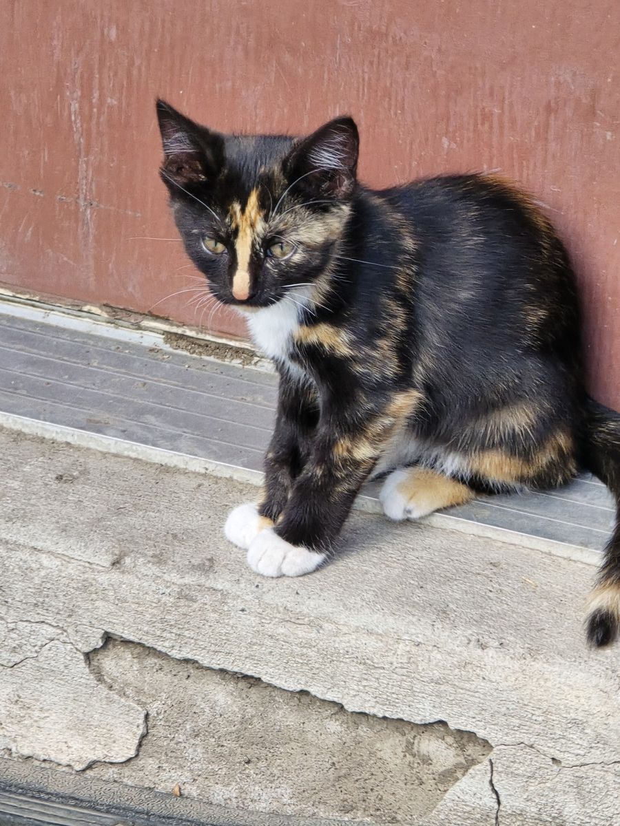 Cute Kittens - Assorted Colors and Breeds