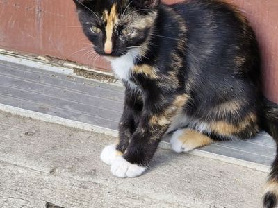 Cute Kittens - Assorted Colors and Breeds