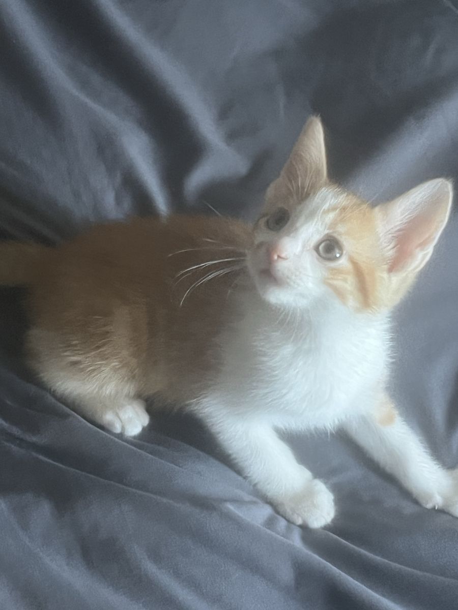 Adorable Fluffy Kittens - Mixed Breed Playful Cats. Box trained. Born July 26.